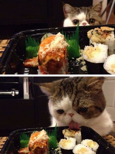 Cat licking sushi