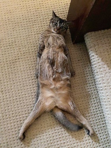 cat sleeping in funny position