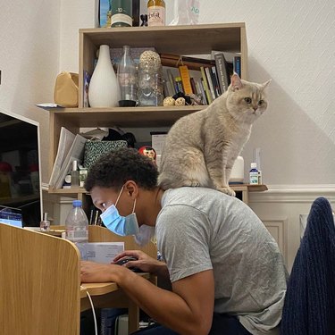Cat sitting on back of  person bent over desk wearing a mask