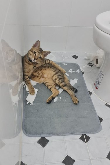 Cat lounging in bathroom surrounded by bits of toilet paper