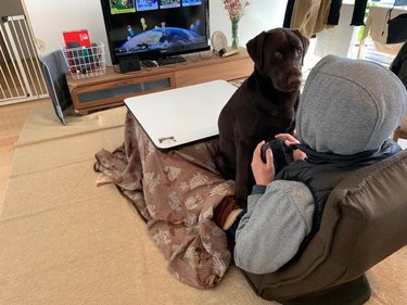 A chocolate labrador dog is sitting on the lap and facing a person playing video games.