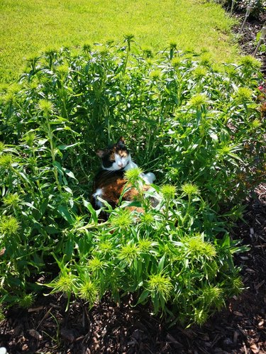 Cat laying on flowerbed