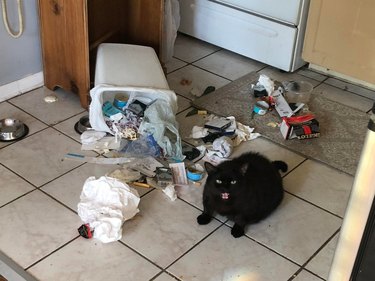 Hissing black cat sitting next to knocked over trash can