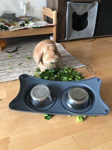 Rabbit next to upturned bowl of chopped greens