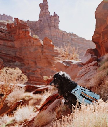 dog hiking in a canyon in Utah