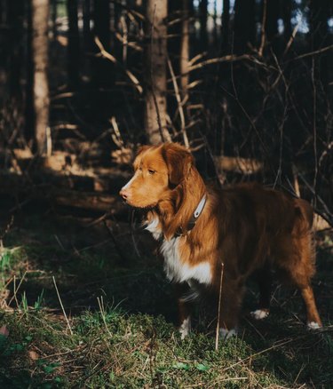 dog hiking in a forest