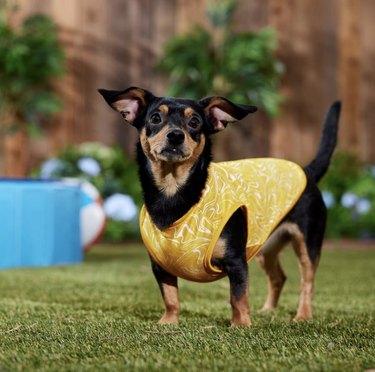Chihuahua wearing a yellow pull-over sun-protecting rash guard on grass in a backyard.