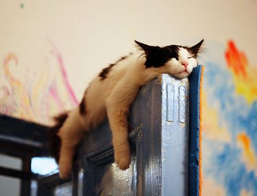 cat sleeps on top of door