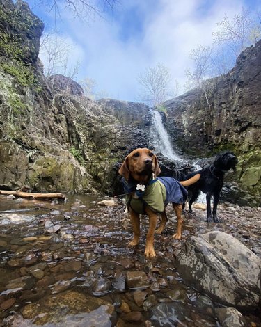 two dogs hiking by a waterfall