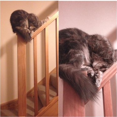 cat sleeping on stair railing