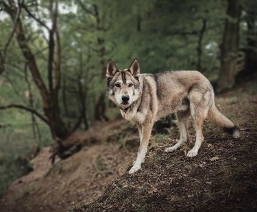 dog hiking in a forest