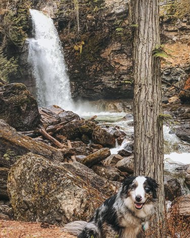 dog hiking by a waterfall