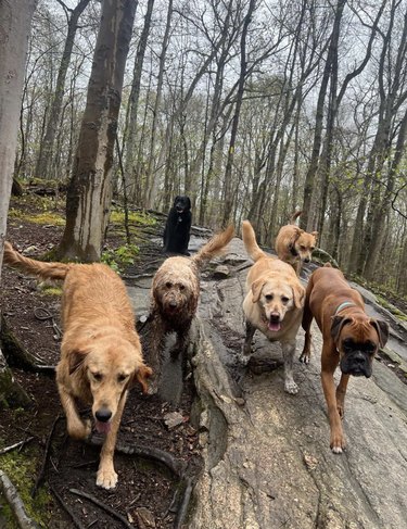 several dogs hiking in a forest