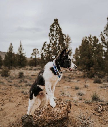 dog standing on a rock in a forest