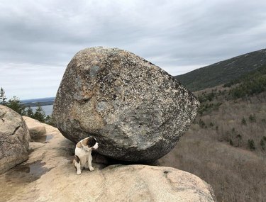 dog hiking by a boulder