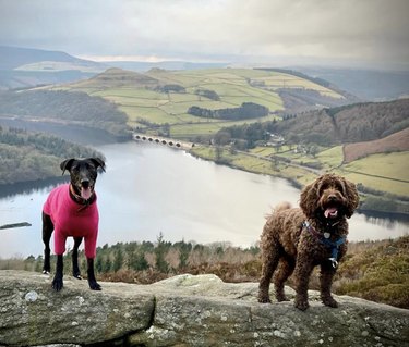 two dogs hiking by a lake