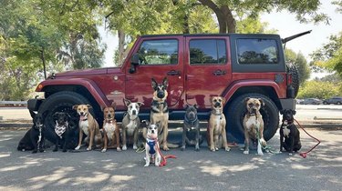 several dogs standing by a jeep