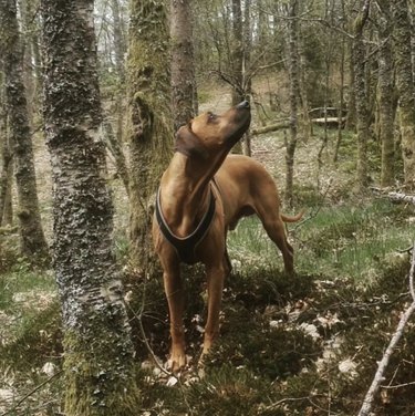 dog hiking in a forest