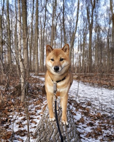 dog walking on a log