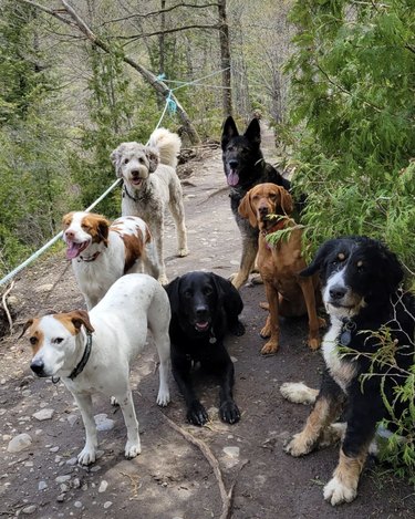 several dogs hiking together