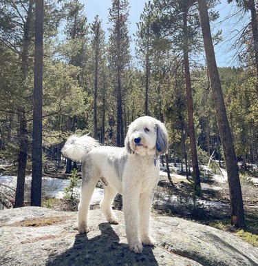 dog hiking in a forest in Montana