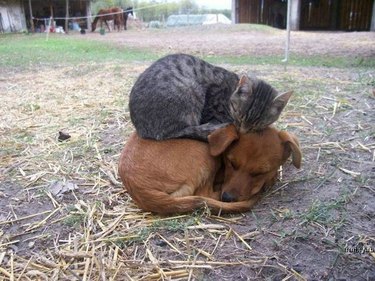 kitten sleeps on puppy