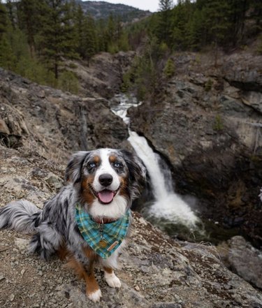 dog hiking by a waterfall and lake