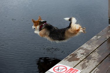 dog jumping off dock next to sign that reads "no diving"