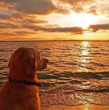 dog staring at epic sunset