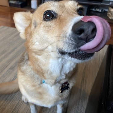 dog with extra long tongue