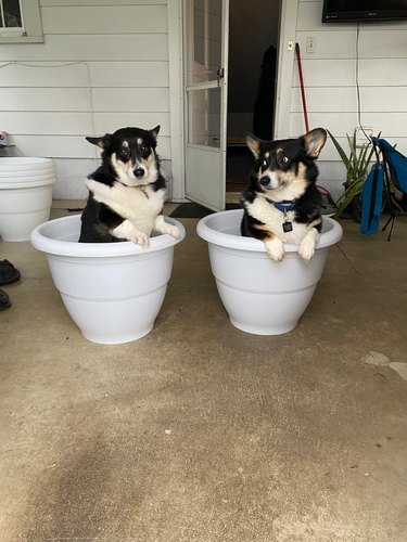 corgi dogs sitting in plant potters