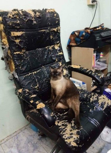cat sitting on scratched up chair