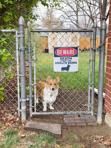 corgi in front of funny sign that reads: Beware. Death From The Ankles Down.
