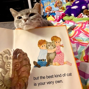 cat interrupts story time in funny fashion