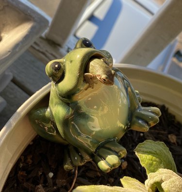 tiny frog climbs out of ceramic frog