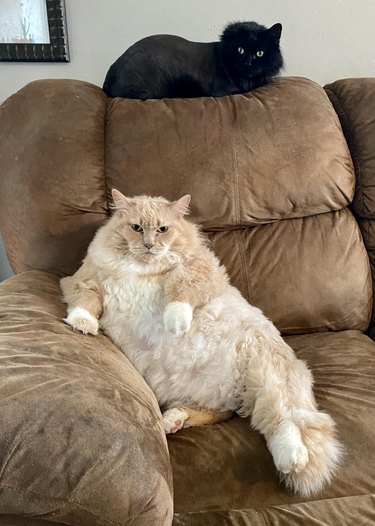 An orange and black cats pose on couch like king and queen.