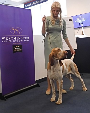 A bracco Italiano dog with handler at the 147th Westminster Dog Show sign