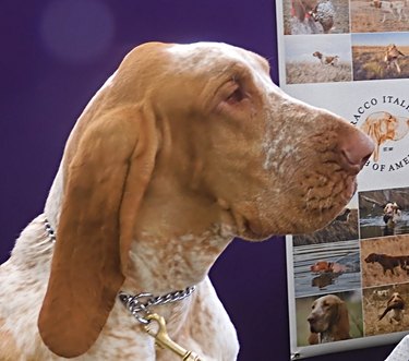 close up side profile of the bracco Italiano dog breed