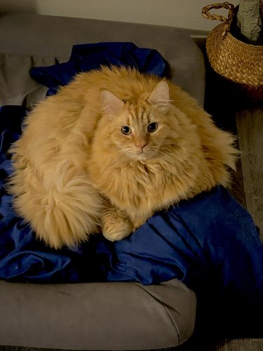 An orange cat is a pile of floof.