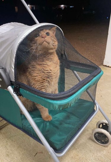An orange cat is in a baby stroller.