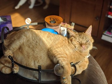 An orange cat is too big for tabletop tray.