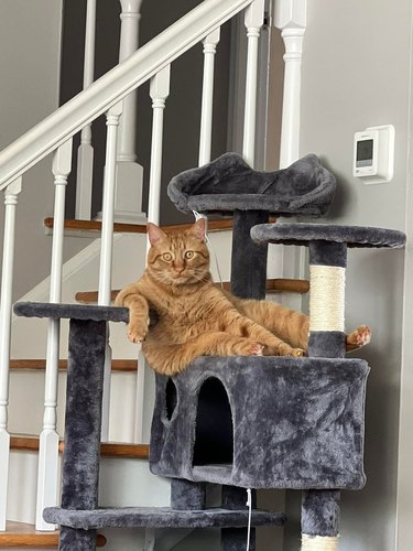 An orange cat is too big for cat tower.