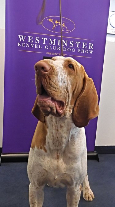 A bracco Italiano dog sitting in front of purple Westminster Dog Show sign