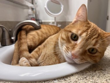 An orange cat struggling to fit in sink.