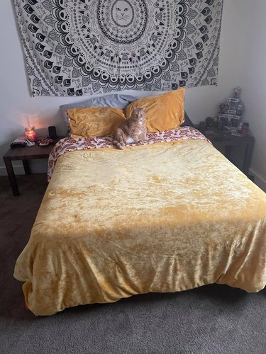 An orange cat steals bed.