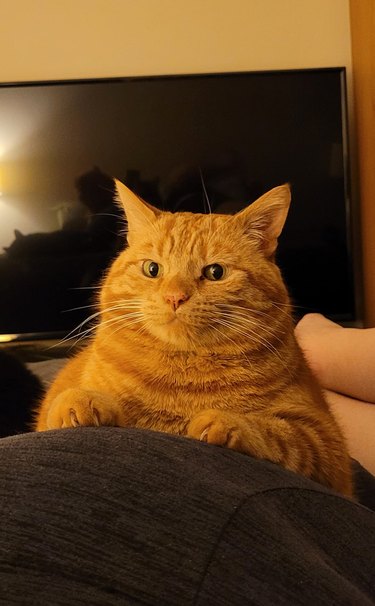 A funny orange cat looks like it is holding steering wheel with paws.