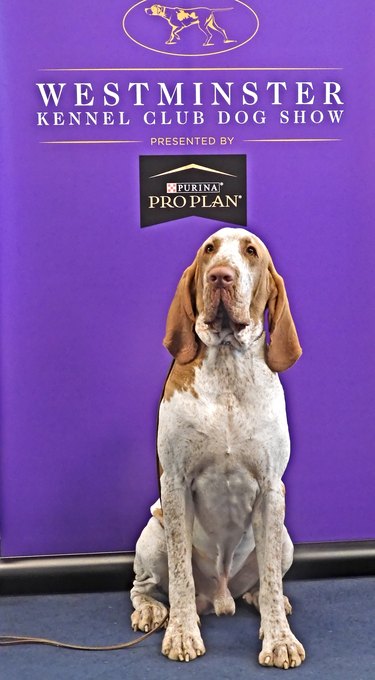 A bracco Italiano dog sitting in front of purple Westminster Dog Show sign