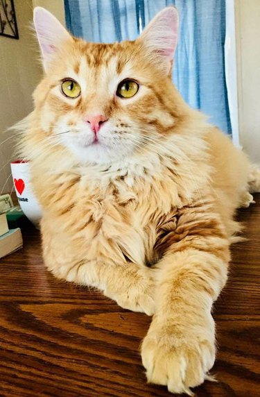 An orange cat looks like a male model.