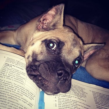 A dog with their head on a science book.