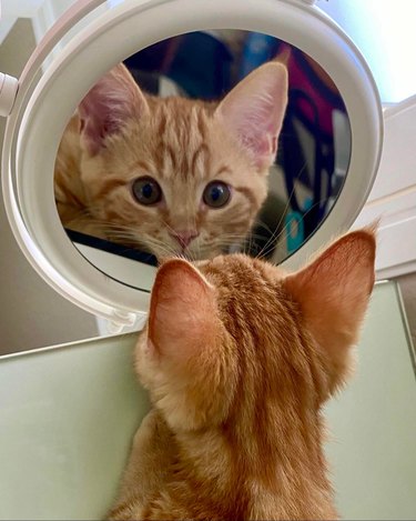 cat stares at reflection in mirror
